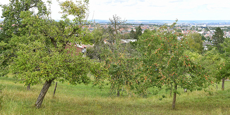 Streuobstwiese mit mehreren Obstbäumen auf einer sanften Hanglage. Im Hintergrund ist eine Stadtlandschaft mit Häusern und Bäumen zu sehen. Die Bäume tragen grüne Blätter und teilweise reife Früchte.