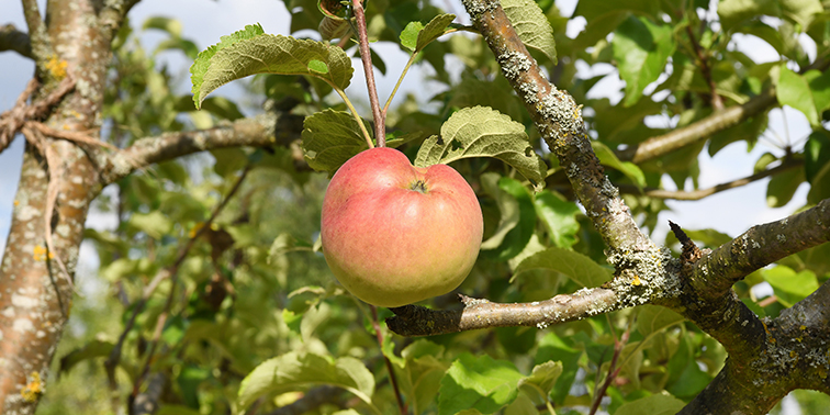 Ein Apfel hängt an einem Apfelbaum