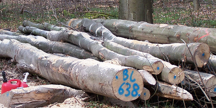 Gesammeltes und sortiertes Rundholz im Wald