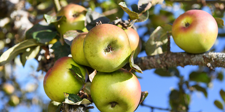 Nahaufnahme eines Apfelbaumes