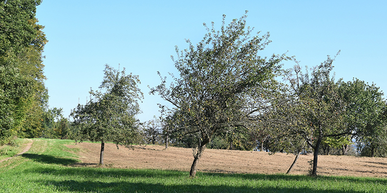 Streuobstwiese mit mehreren Obstbäumen am Rand einer Wiese, daneben ein Feld und ein schmaler Weg, umgeben von Bäumen und Sträuchern unter blauem Himmel.