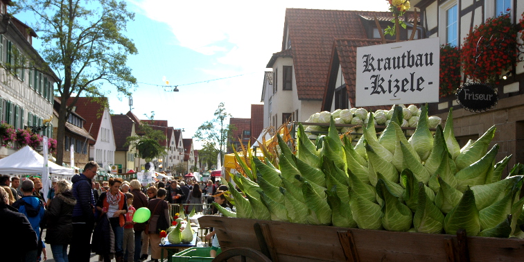 Krautwagen mit Spitzkrautköpfen auf der Echterdinger Hauptstraße